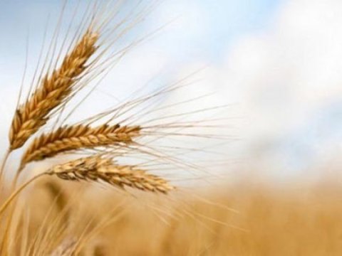 Xaricdən alınan taxılın qiyməti kəskin artacaq