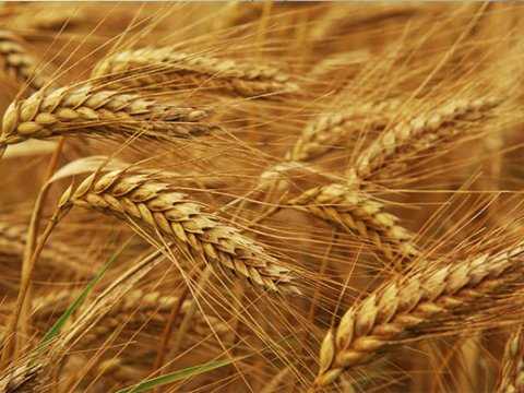 Dünya qlobal aclığın astanasındadır