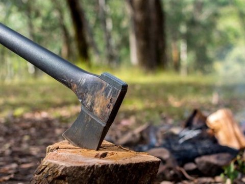 Ağac kəsənlərin cəzası SƏRTLƏŞDİRİLİR