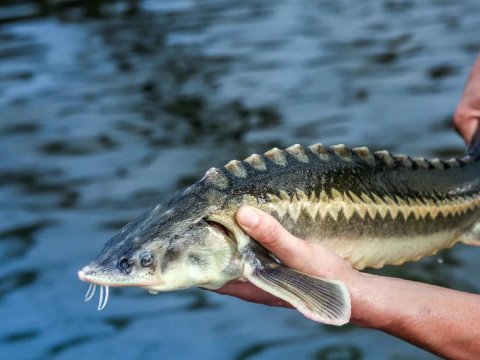 Nərə balığı kvotası 2 dəfə artırıla bilər