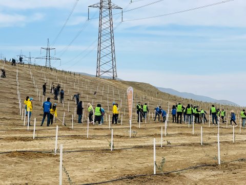 Bu yaz 730 mindən çox ağac əkilib