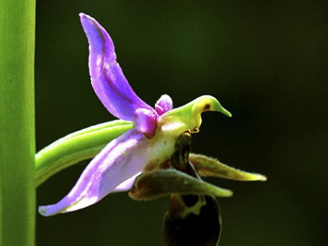 Bakıda küçəyə Xarıbülbül adı veriləcək - EKSKLÜZİV