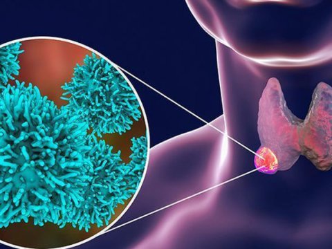 Zob xəstəliyi daha çox bu bölgələrdə YAYILIB