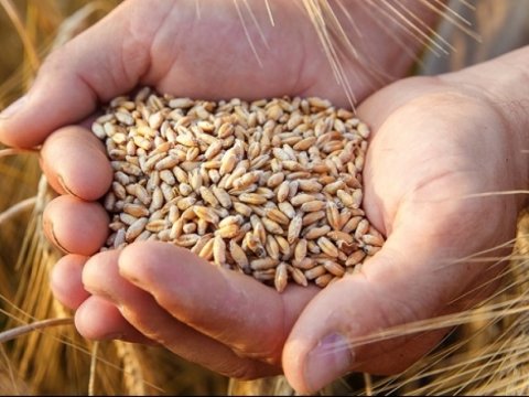 Dünyanın taxıl problemi necə həll olunacaq? - ŞƏRH