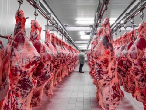 Ölkədə ət istehsalı ARTIB