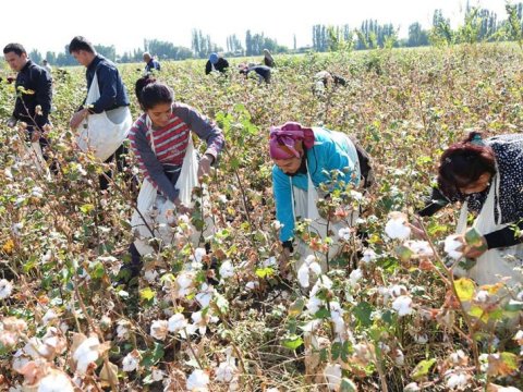 Beyləqanda pambıqçılar arasında kütləvi ZƏHƏRLƏNMƏ