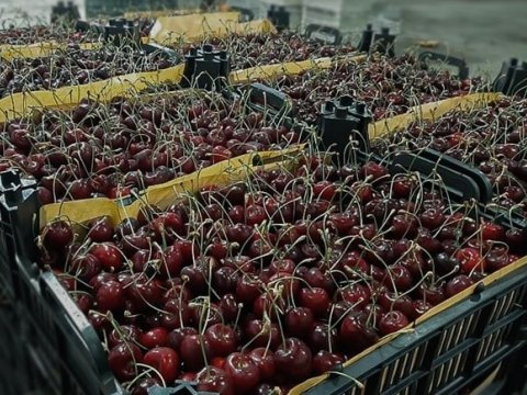 Lökbatan bazarında 340 kq albalı və gilas OĞURLANDI