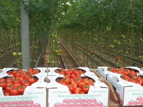 Naxçıvanda kənd təsərrüfatı məhsullarının istehsalı ARTIB
