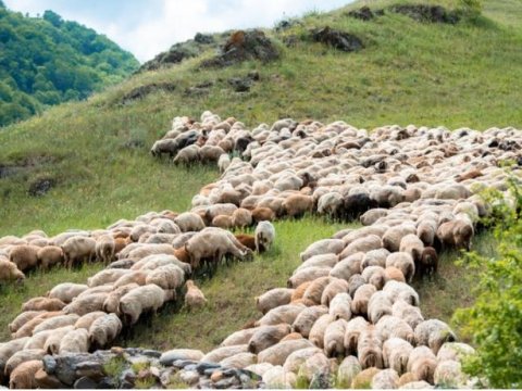 Fermerlərə qışda Kəlbəcərdə qalmağa icazə veriləcək? - RƏSMİ