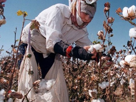 Saatlıda pambıqçı qadınlar ZƏHƏRLƏNDİ