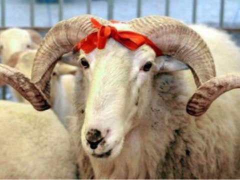 QMİ Qurban bayramı ilə bağlı FƏTVA verdi