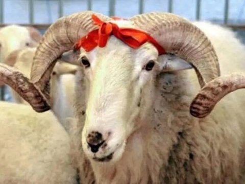 Deputatların bayram hazırlığı - “Biz ailəlikcə qurban kəsmirik” 