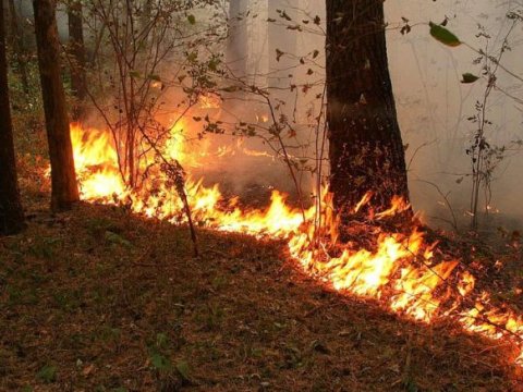 Şabrandakı meşə yanğını söndürüldü