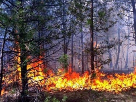 Ağaclıq ərazidəki yanğın söndürüldü - YENİLƏNİB
