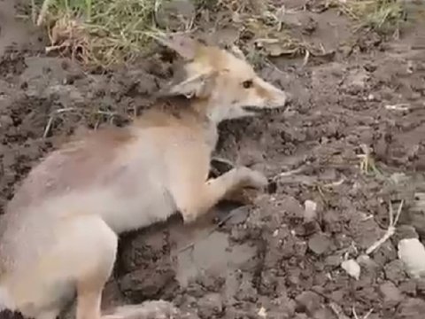 Heyvana işgəncə verənlər HƏBS EDİLDİ