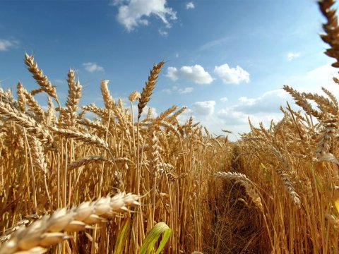 Buğda ilə bağlı tələblərə yenidən baxıldı