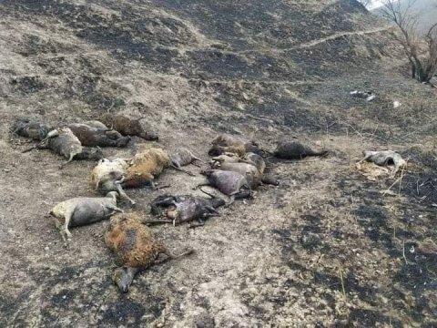 Şabran və Siyəzəndəki meşə yanğınlarından dəhşətli VİDEO