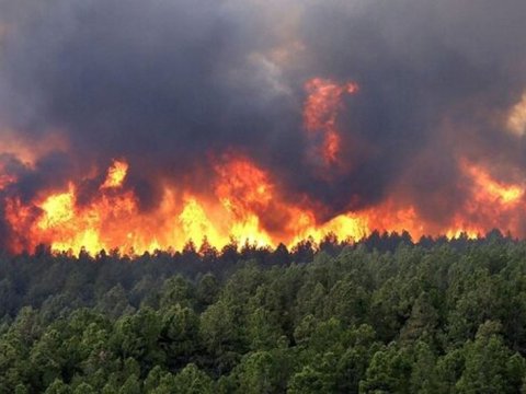 Qəbələ və Xaçmazda meşə yanğınları söndürüldü 