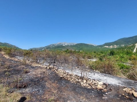 Nazirlik İsmayıllıdakı yanğının qəsdən törədildiyini bildirir - VİDEO