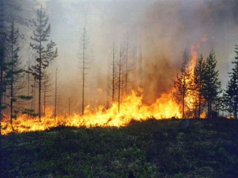 Qəbələdə yanğın başlayıb