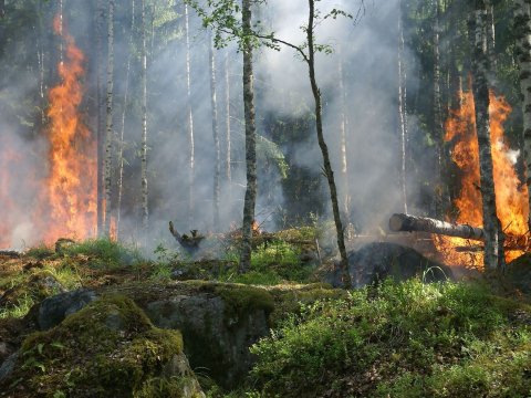 Meşə yanğınları rekord həddə çatıb - Nazir müavini
