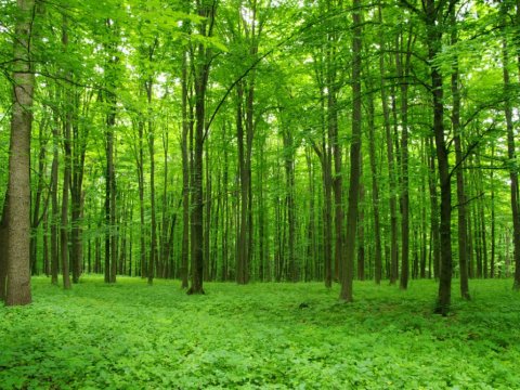 Milli Meşə Proqramı 8 illik nəzərdə tutulub