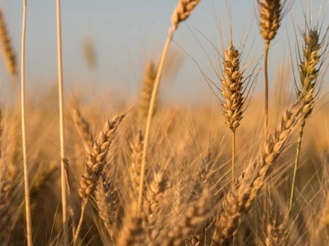 Ukraynadan daha 3 taxıl gəmisi yola düşüb