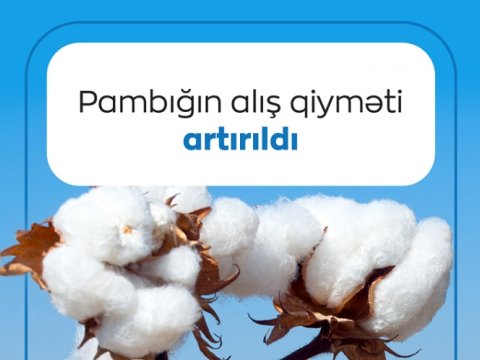 Pambığın alış qiyməti artırıldı