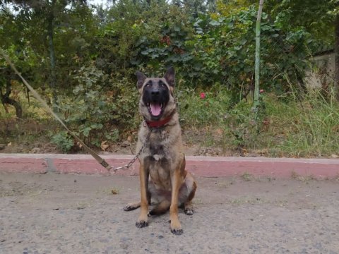 Erməni terroru və “Dina”nın missiyası...