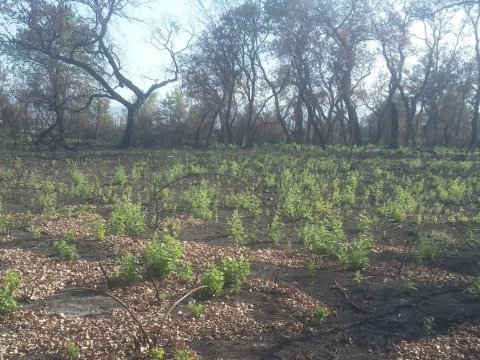 Yanan meşə əraziləri bərpa edilir