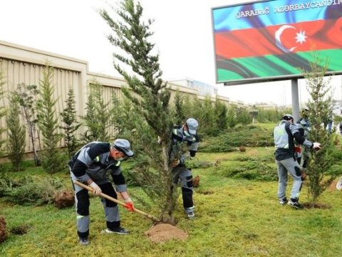Yaşıllığı azalan Bakı fəlakətli əraziyə çevrilib - Böyük şəhərlərlə MÜQAYİSƏ