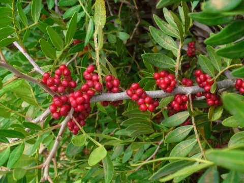 “Qırmızı kitab”a düşmüş saqqız ağacı çoxaldılacaq