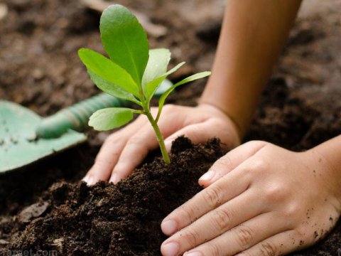 Ölkə üzrə 800 mindən artıq ağac əkiləcək