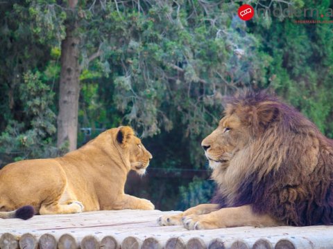 Heyvanların yeni “evi”ndən FOTOREPORTAJ
