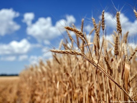 Rusiya taxıl sazişindən İMTİNA ETDİ