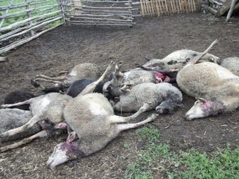 Şəkidə canavar bir gündə 44 qoyunu parçaladı