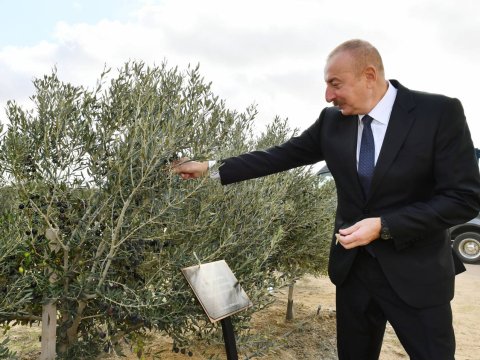 Prezident zeytun zavodunun açılışında - FOTOLAR (YENİLƏNİB)