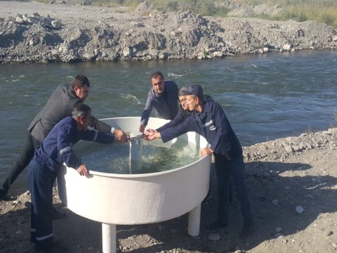 Həkəri çayına balıq körpələri buraxılıb