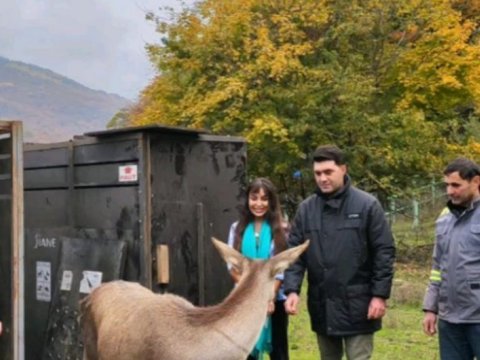 Leyla Əliyeva Milli Parka marallar buraxdı - FOTOLAR