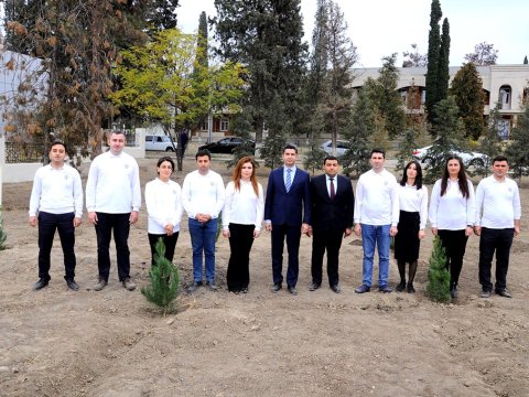 Naftalanda ağacəkmə aksiyası keçirilib