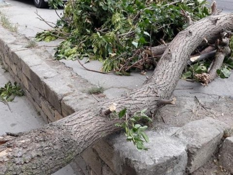 Qusar sakini aşan ağacın altında qalıb öldü 