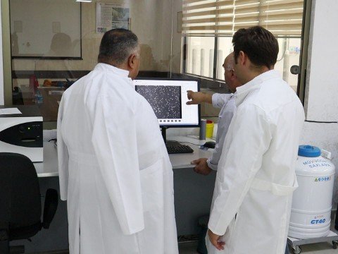 İlk dəfə düyələrə embrion köçürüldü - FOTOLAR