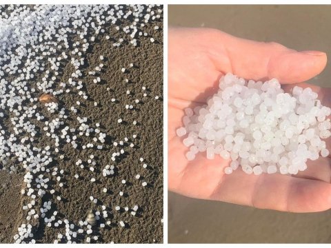 Dəniz sahilində çoxlu sayda plastik aşkarlanıb