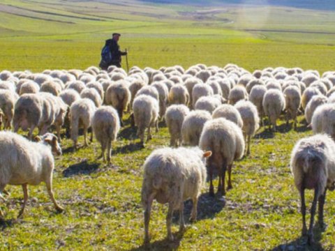 Çoban fermadan 73 baş qoyun oğurladı