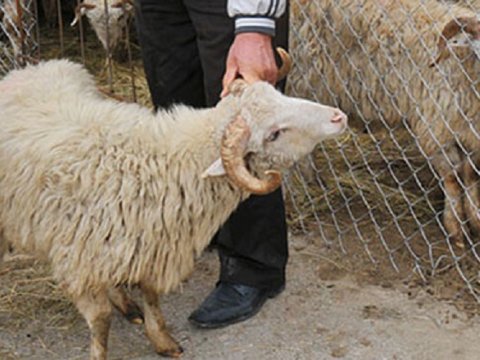 Fermadan qoyunları oğurlayanlar tutuldu - FOTO