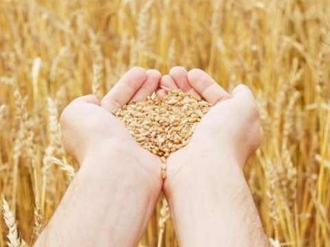 Azərbaycanın 4 aylıq taxıl ehtiyatı qalıb