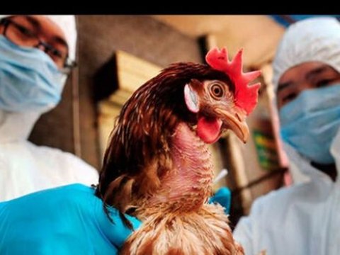 Minlərlə toyuq məhv edildi – Quş qripinə görə