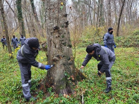 Milli parkda ağaclar ziyanvericilərdən təmizlənib