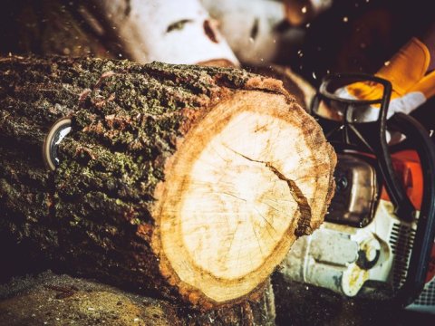 Ağac kəsənlərin işi Baş Prokurorluğa göndərildi