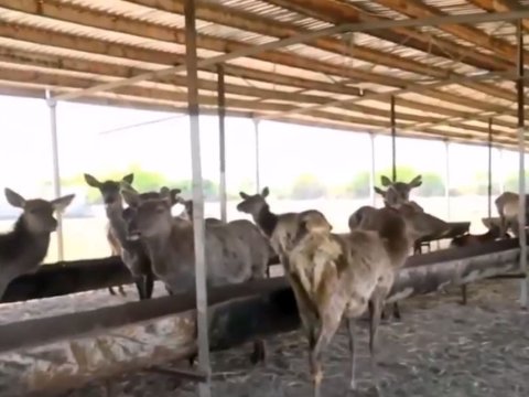 Alimpaşa Məmmədovun maralları Altıağaca köçürülüb